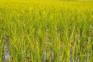 Paddy field on first sowing stage