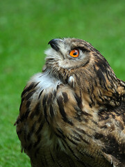 The Eurasian eagle-owl is a species of eagle-owl that resides in much of Eurasia. It is also called the European eagle-owl and in Europe.