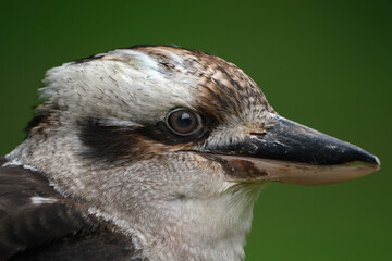 Kookaburras are terrestrial tree kingfishers of the genus Dacelo native to Australia and New Guinea, which grow to between 28 and 42 centimetres in length.