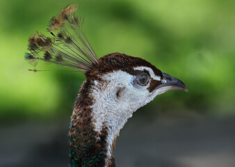 
Female peacock. Peafowl is a common name for three bird species in the genera Pavo and Afropavo of...
