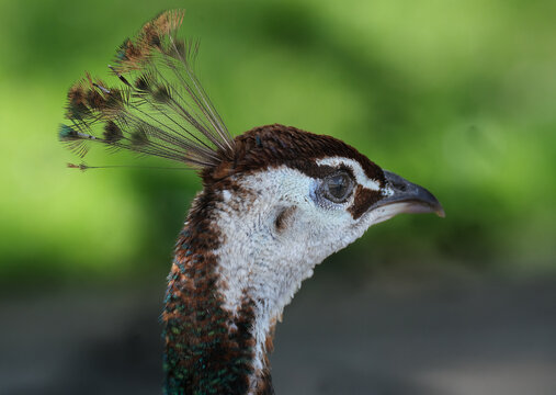 
Female peacock. Peafowl is a common name for three bird species in the genera Pavo and Afropavo of the family Phasianidae, the pheasants and their allies.