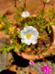 white flowers in the garden