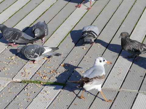 Larus canus, Sturmm&ouml;ve, common gull, Columbida, Taube, pigeon