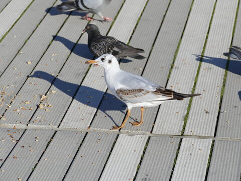 Larus canus, Sturmm&ouml;ve, common gull, Columbida, Taube, pigeon