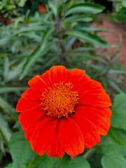 red dahlia flower in garden