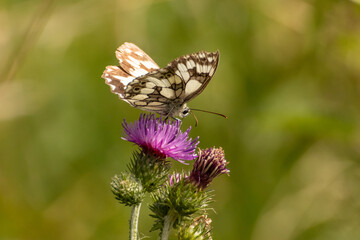 Schmetterling