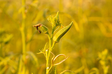 Okra in field with bokeh background