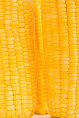 Fresh corn in golden color