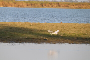 Landing - touching down in the wild - White swan in flight about to land in shiny pond water in the Kaziranga National Park, Assam, Northeast, India