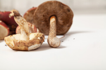 Group of edible mushrooms on white background