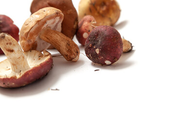 Group of mushrooms russula on white background