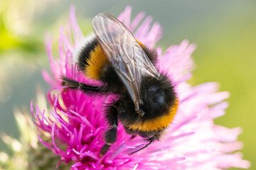 Hummel