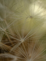 Dandelion flying seeds close-up