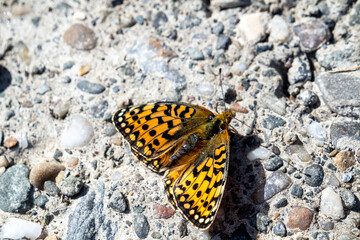 Pearl-bordered Fritillary (Boloria selene) resting on stones
