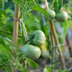 Raw green tomatoes. Healthy homegrown production