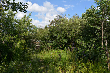 Rural garden in summer. Countryside view. Landscape with fruit trees and herbs.