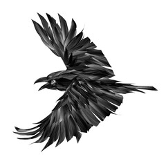 drawing of a raven bird in flight on a white background