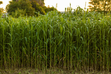 Rice tillers at nursery stage in field filled with water