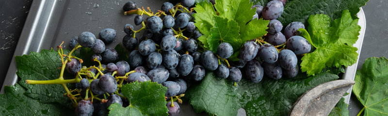 Bunch of black grapes, concept of harvest, viticulture, healthy organic ingredients