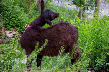 Chinese rural black goat close-up