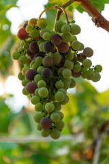 Bunch of black grapes, concept of harvest, viticulture, healthy organic ingredients