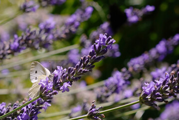 cabbage butterfly on lavender flower