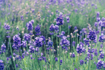 Beautiful purple lavender landscape