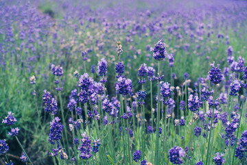 Fototapeta premium Lavender field in the summer