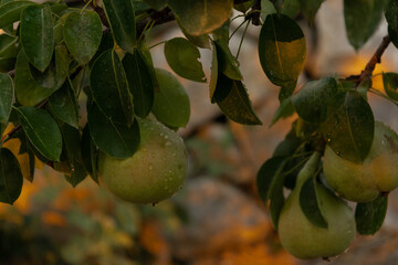 Close up of pear fruit on a tree with raindrops, healthy raw food ingredient