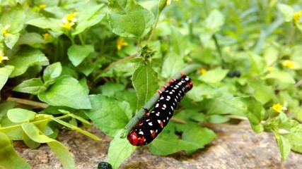Macro image of Caterpillar