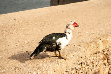 Black and white duck with a red head walking on the concrete pier in Finikas Marina (Port) in Greece. 