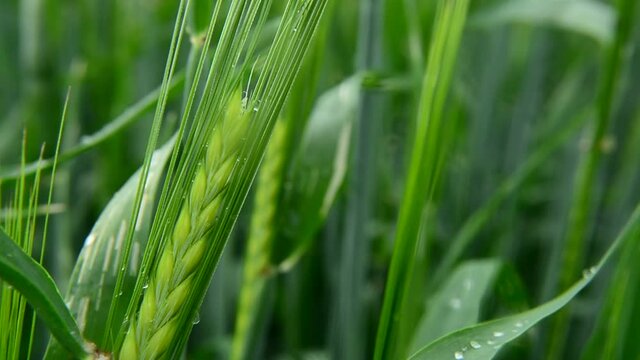 Rain drops on the ears of green grain, close up