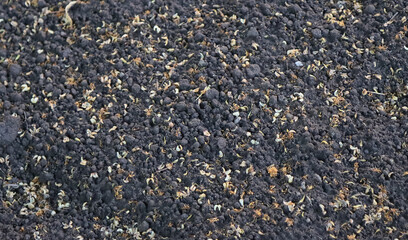 Soil background, black soil.