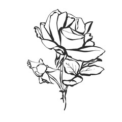 Black line rose flower. Vintage black line flower on white background. Vector hand drawn illustration in watercolor style