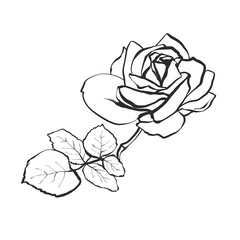 Big rose. Floral line art. Vintage black line flower on white background. Vector hand drawn illustration in watercolor style