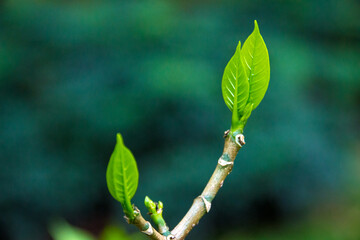 A bud that sprouted in spring