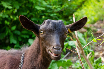 portrait of a goat