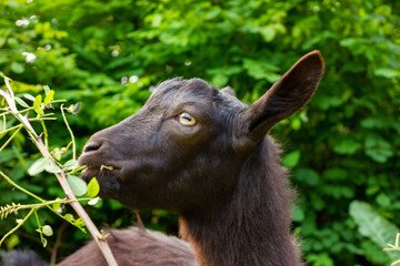 portrait of a goat