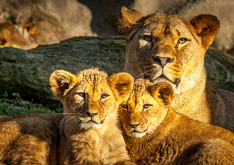 lion and lioness