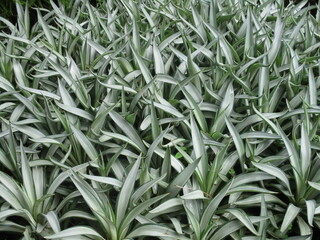 green grass background