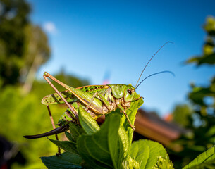 Grasshopper