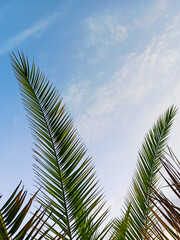  Palm leaves on blue sky background. Leaves of palm tropical large clan. The concept of summer rest and relaxation