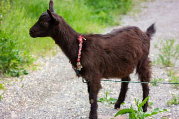 goat on the meadow