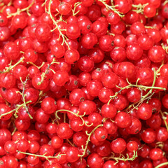 Harvesting red currants in the garden. Harvest concept