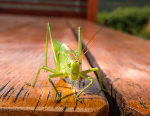 Grass hopper