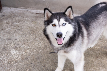 Very Beautifu Husky Siberian With one blue eye and one brown eye