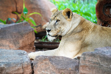 Big lion female mom.