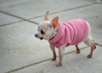 A small Chihuahua dog with pink jacket standing on the floor