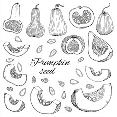 Pumpkins, butternut squash and gourd with seeds. Hand drawn vector illustration. Sketch style. Autumn gourd harvest agriculture and farm isolated design elements. Farm market items.