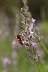 A honeybee, Apis mellifera pollinates purple lavender flowers.
